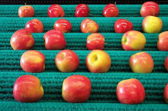 Scalatore di patate, spazzino, spazzola OEM per nastro trasportatore