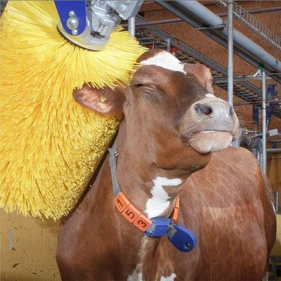Spazzola elettrica per graffiare il bestiame per il prurito della schiena