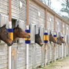 ODM spazzola da raschiatura per bovini spazzola da raschiatura per animali da allevamento per pulizia