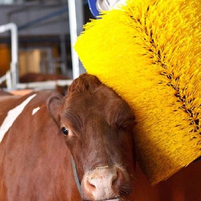 Scavatrice ergonomica per bovini, pennello a rotoli di 50 cm, materiale di nylon in PP